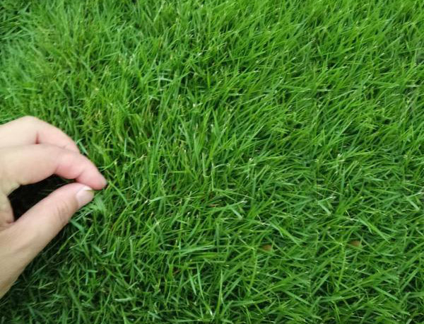 狗牙根草籽怎样播种?狗牙根草籽播种方法 狗牙根草籽怎样播种?狗牙根草籽播种方法