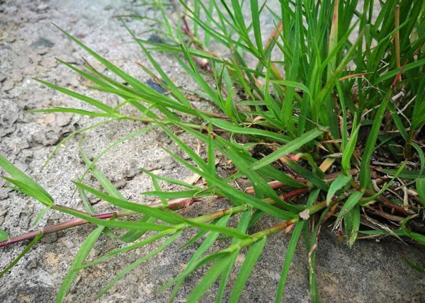 狗牙根草籽多少天出?狗牙根草籽发芽时间 狗牙根草籽多少天出?狗牙根草籽发芽时间