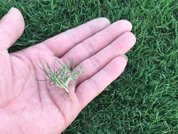 马尼拉草籽什么时候播种?马尼拉草籽的种植方法 马尼拉草籽什么时候播种?马尼拉草籽的种植方法