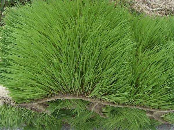 马尼拉草怎么种?马尼拉草皮种植技术 马尼拉草怎么种?马尼拉草皮种植技术