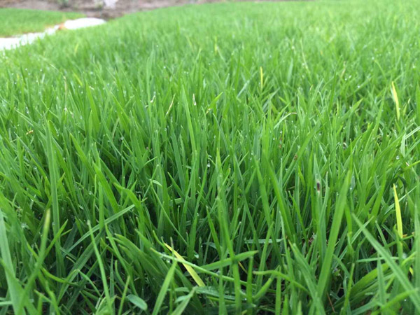 马尼拉草怎么种?马尼拉草皮种植技术 马尼拉草怎么种?马尼拉草皮种植技术