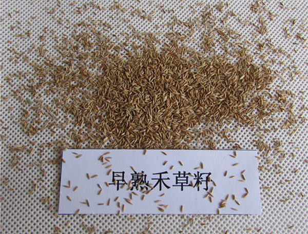 早熟禾种子几天发芽?早熟禾多长时间出苗? 早熟禾种子几天发芽?早熟禾多长时间出苗?