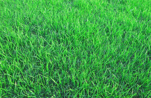 黑麦草6月份能种植吗?黑麦草几月份种最好? 黑麦草6月份能种植吗?黑麦草几月份种最好?