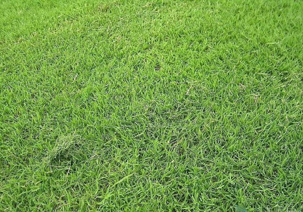 细叶结缕草怎么种?细叶结缕草种植方法 细叶结缕草怎么种?细叶结缕草种植方法
