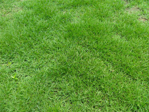 细叶结缕草怎么种?细叶结缕草种植方法 细叶结缕草怎么种?细叶结缕草种植方法