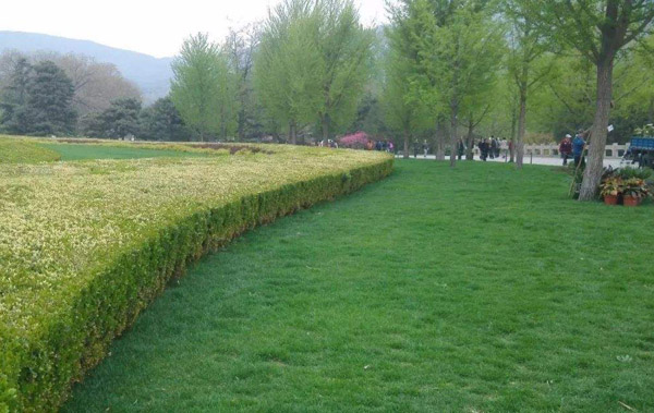 细叶结缕草怎么种?细叶结缕草种植方法 细叶结缕草怎么种?细叶结缕草种植方法