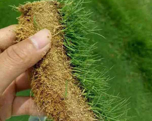 老鹰草怎么种？老鹰草种子种植方法
