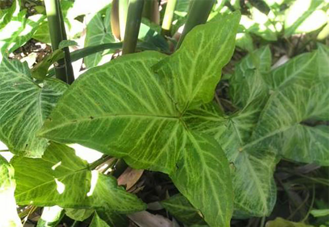 合果芋怎么养才能爆盆?合果芋养殖技术