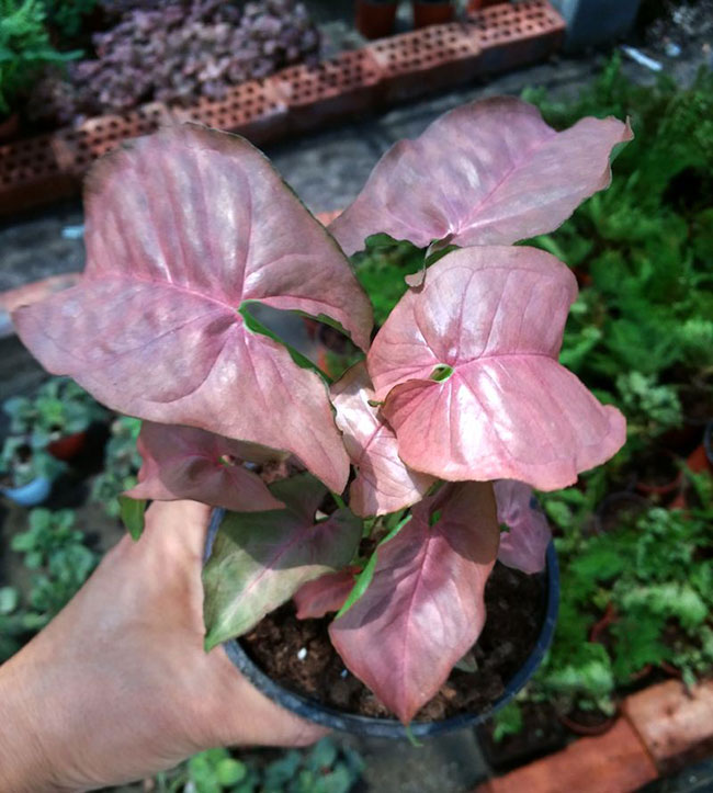 合果芋会开花吗?粉色合果芋的养殖方法