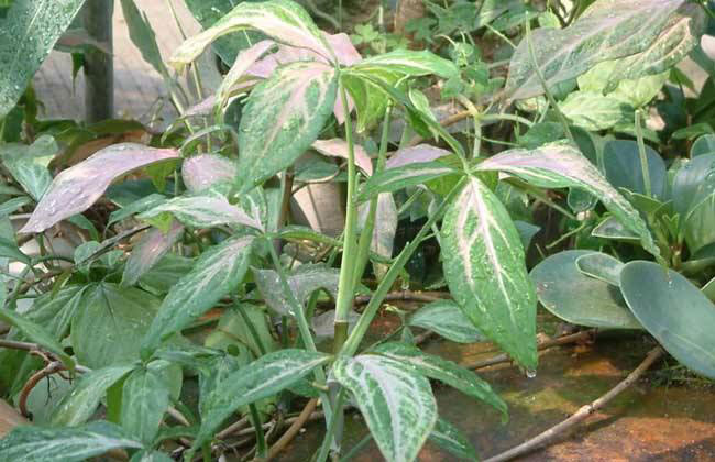水培合果芋怎样爆盆?合果芋水培养殖方法