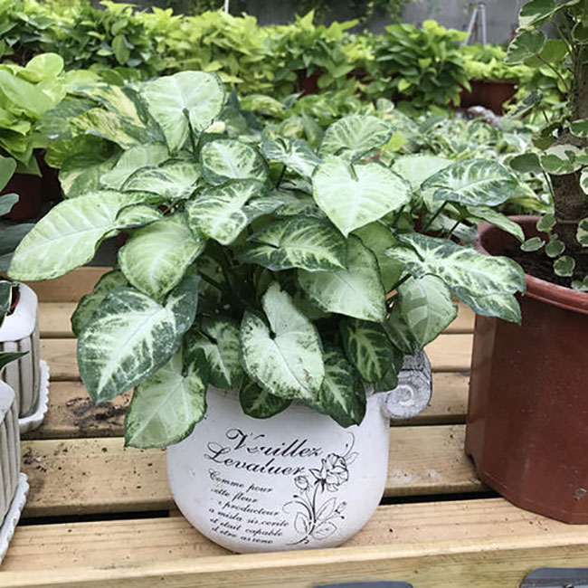 合果芋的花语是什么?合果芋的花语和寓意 合果芋的花语是什么?合果芋的花语和寓意
