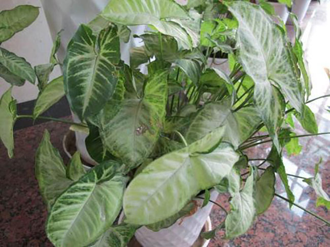 合果芋毒性大吗?合果芋作用与危害