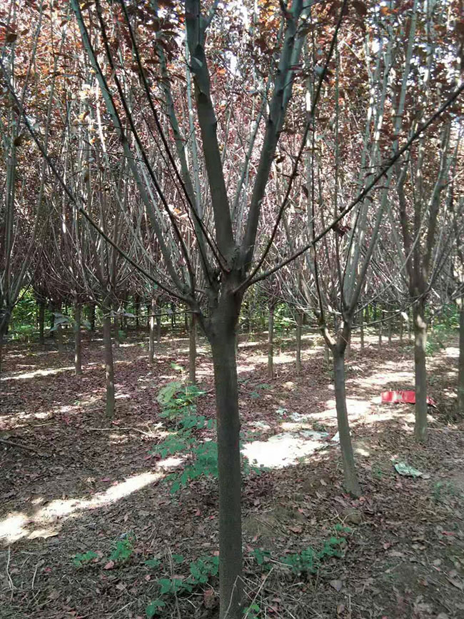 紫叶李用途是什么?紫叶李园林用途 紫叶李用途是什么?紫叶李园林用途