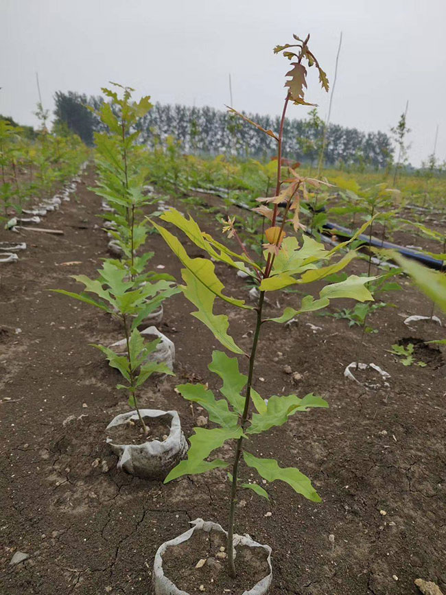 娜塔栎种植前景如何?娜塔栎种植方法 娜塔栎种植前景如何?娜塔栎种植方法