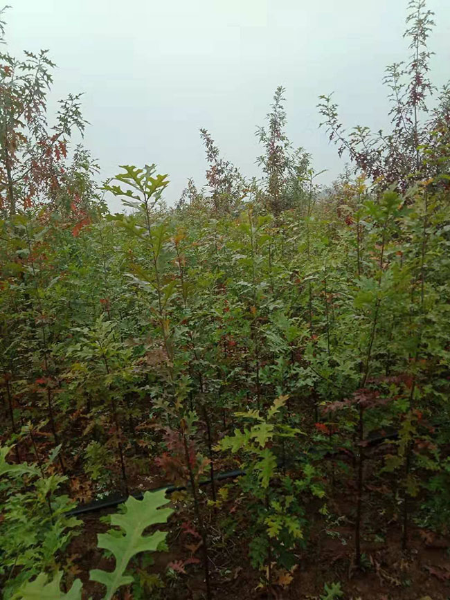 娜塔栎一亩种多少棵?娜塔栎种植间距 娜塔栎一亩种多少棵?娜塔栎种植间距