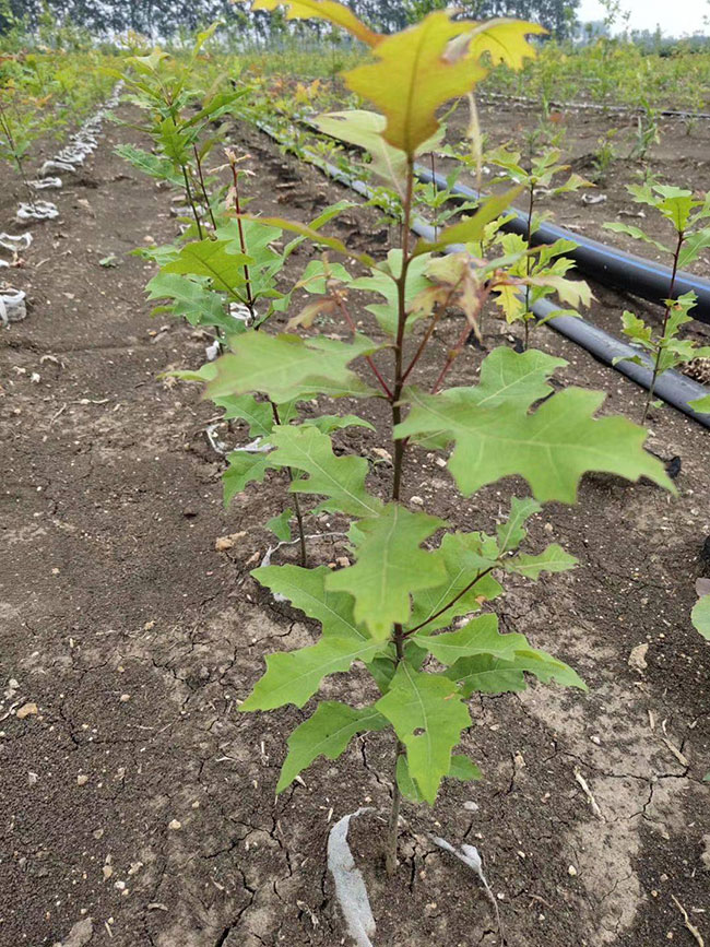 娜塔栎种植后几天发芽?娜塔栎移栽技术 娜塔栎种植后几天发芽?娜塔栎移栽技术