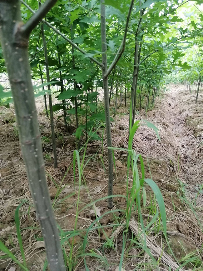 娜塔栎小苗如何种植?娜塔栎种植技术 娜塔栎小苗如何种植?娜塔栎种植技术