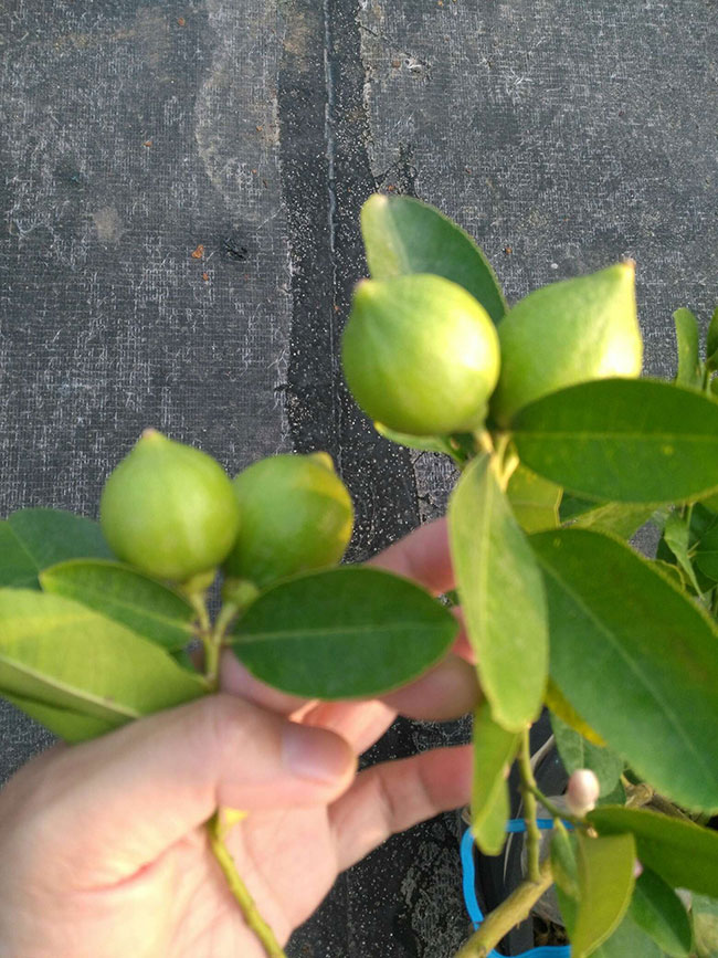 盆栽柠檬树掉叶子怎么办? 盆栽柠檬树掉叶子怎么办?