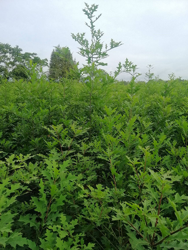 盆栽柠檬树掉叶子怎么办?