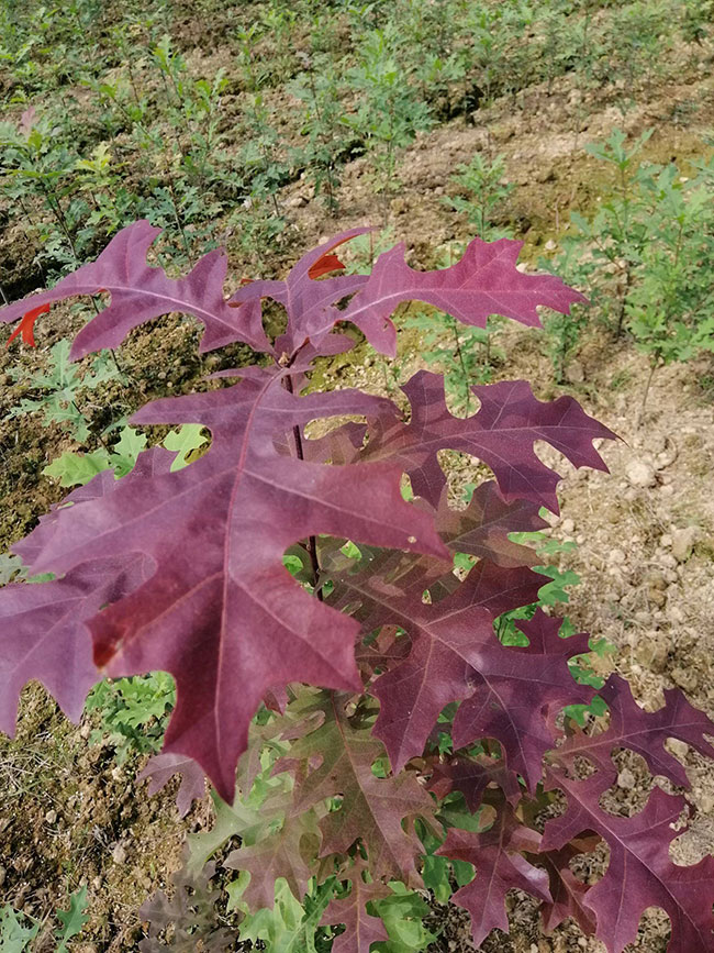 密枝红叶李市场前景如何?密枝红叶李介绍