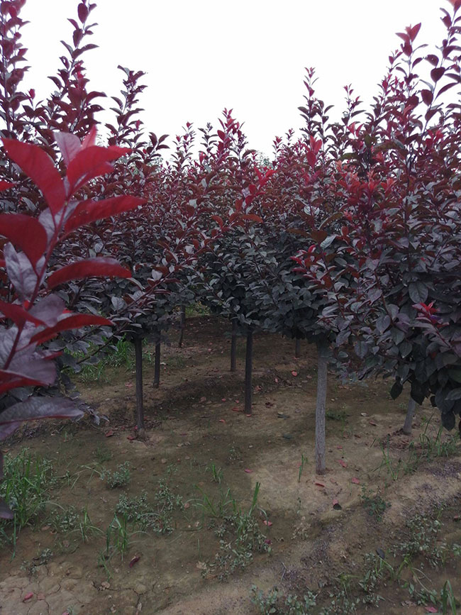 密枝红叶李怎样种植?密枝红叶李种植要点 密枝红叶李怎样种植?密枝红叶李种植要点