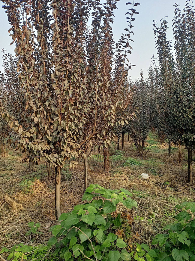 红叶李什么时候移植好?红叶李的移栽方法 红叶李什么时候移植好?红叶李的移栽方法