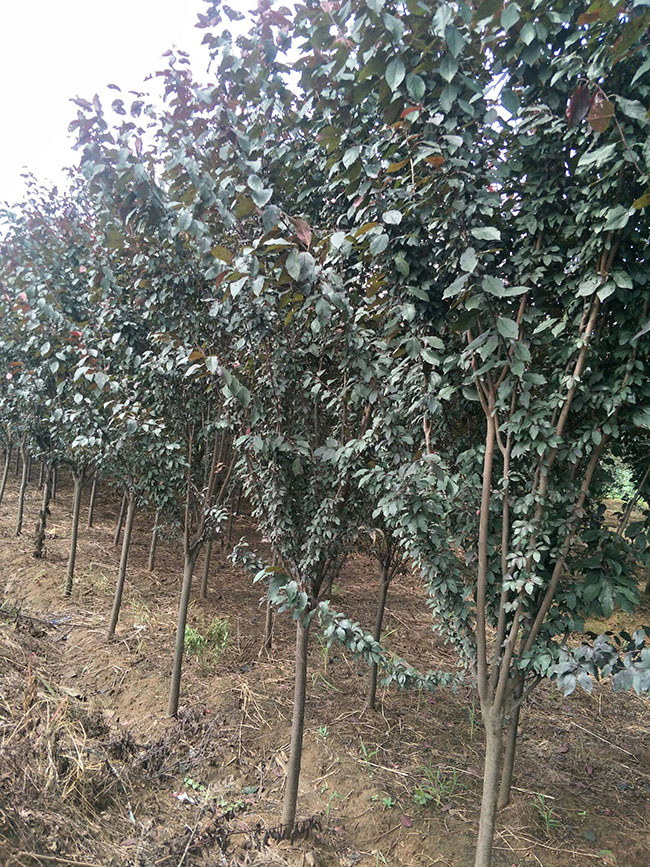 红叶李什么时候移植好?红叶李的移栽方法 红叶李什么时候移植好?红叶李的移栽方法