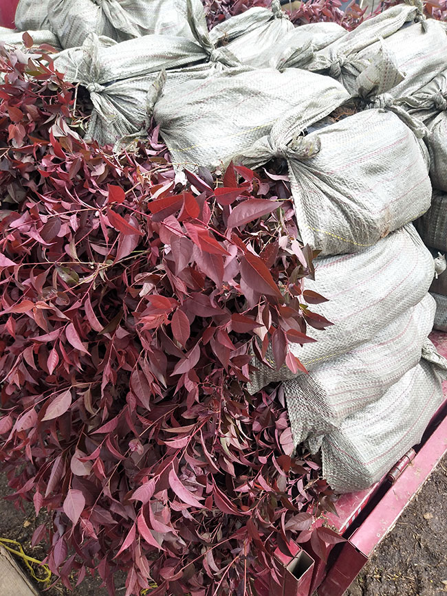 红叶李种植应注意什么?红叶李种植时间及管理 红叶李种植应注意什么?红叶李种植时间及管理