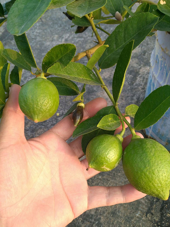 红叶李种植应注意什么?红叶李种植时间及管理