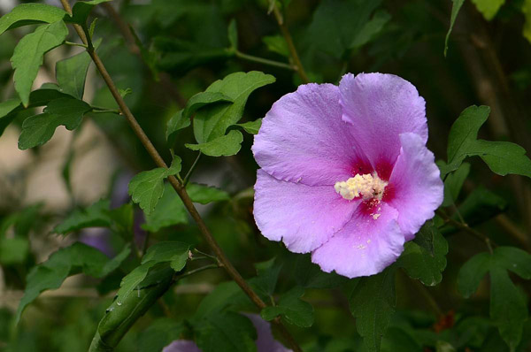 木槿花