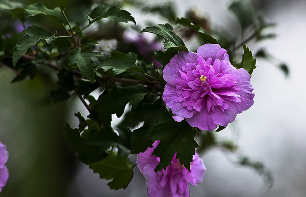 木槿花