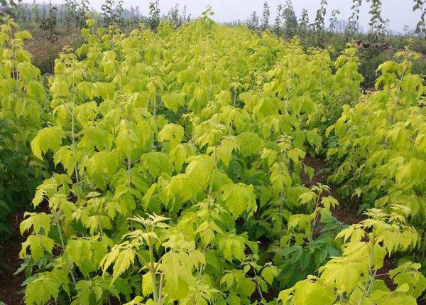 金叶复叶槭怕水吗?复叶槭栽植养护方法 金叶复叶槭怕水吗?复叶槭栽植养护方法