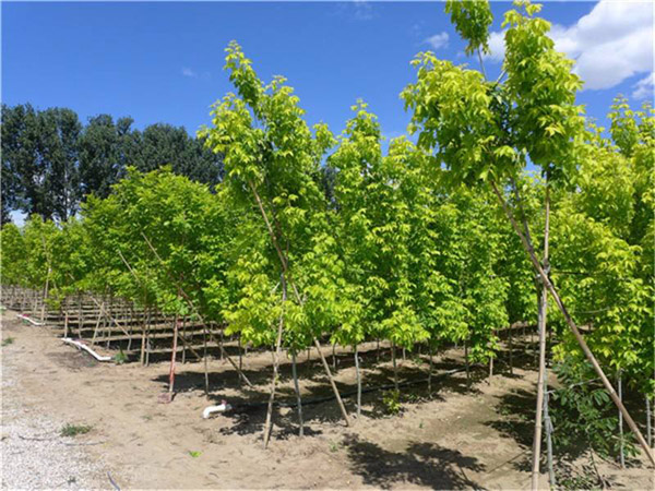 金叶复叶槭怕水吗?复叶槭栽植养护方法 金叶复叶槭怕水吗?复叶槭栽植养护方法