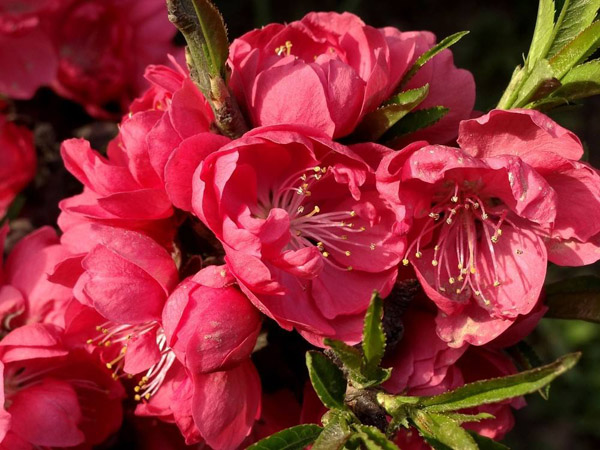 红叶碧桃长几年能开花？红叶碧桃花期简介