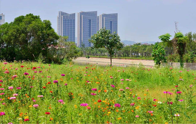 小区利用废旧轮胎种花草，18名小朋友出任“小园丁”