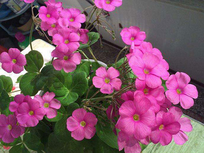 9月养这些花,快速开花花期长 9月养这些花,快速开花花期长