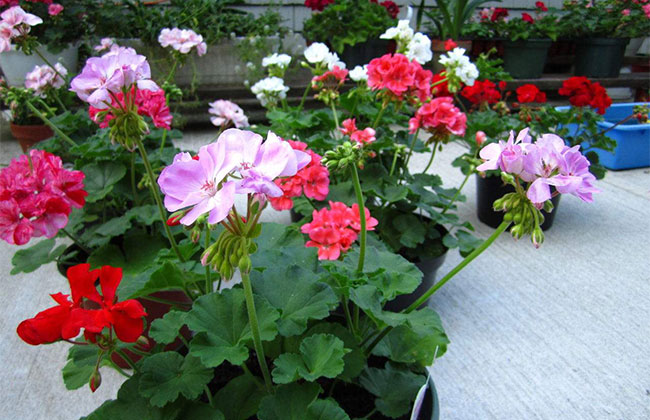 9月养这些花,快速开花花期长 9月养这些花,快速开花花期长