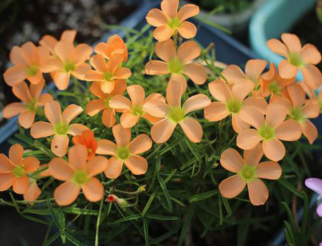 9月养这些花,快速开花花期长 9月养这些花,快速开花花期长