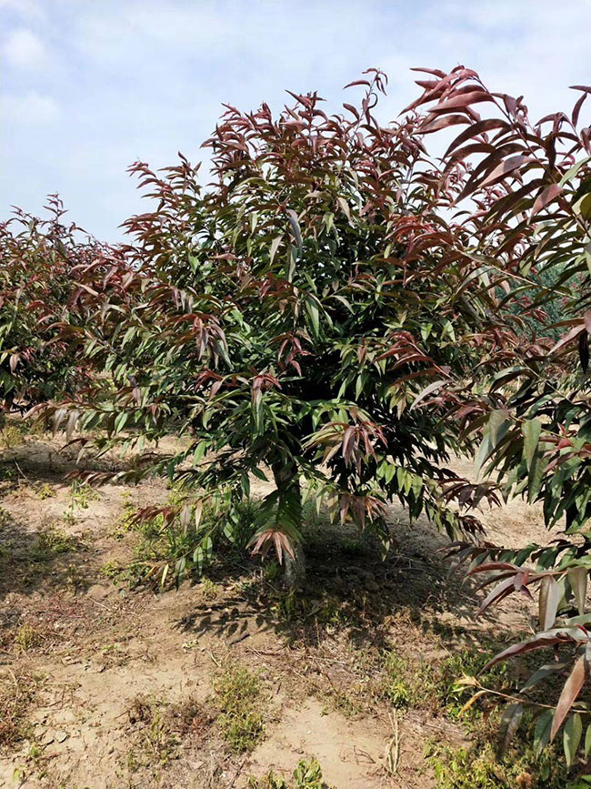 红叶碧桃如何种植?红叶碧桃的栽植技术 红叶碧桃如何种植?红叶碧桃的栽植技术
