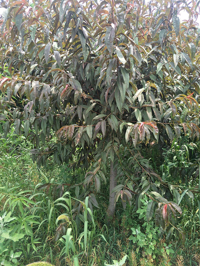 红叶碧桃种子如何种植?红叶碧桃种植经验 红叶碧桃种子如何种植?红叶碧桃种植经验