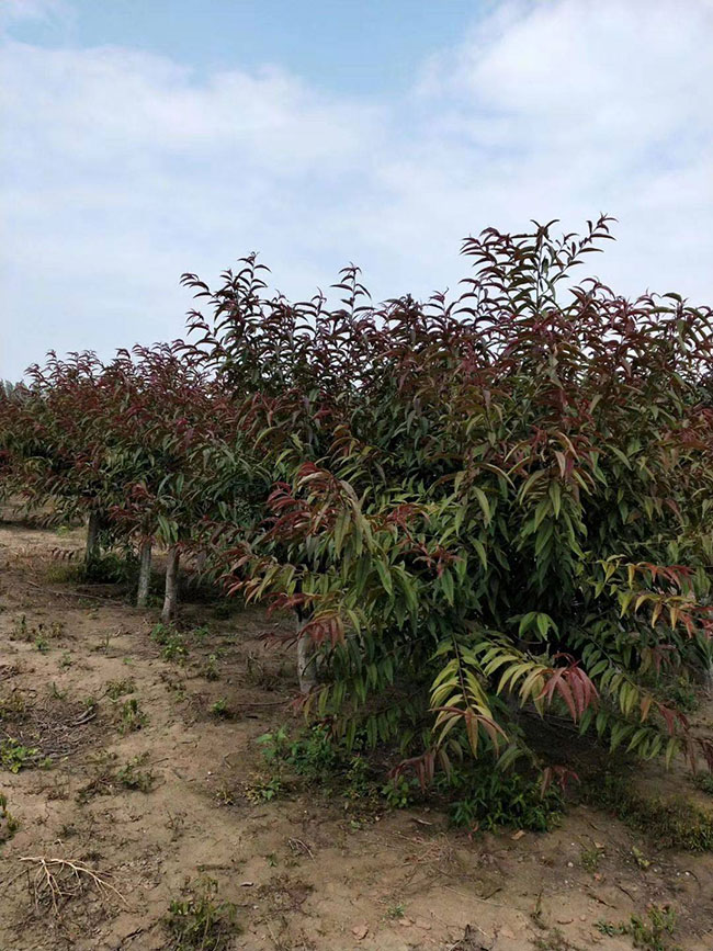 红叶碧桃种子如何种植?红叶碧桃种植经验 红叶碧桃种子如何种植?红叶碧桃种植经验