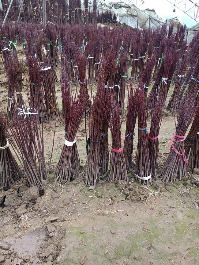 日本红枫种植前景如何?哪种红枫树最有投资前景? 日本红枫种植前景如何?哪种红枫树最有投资前景?