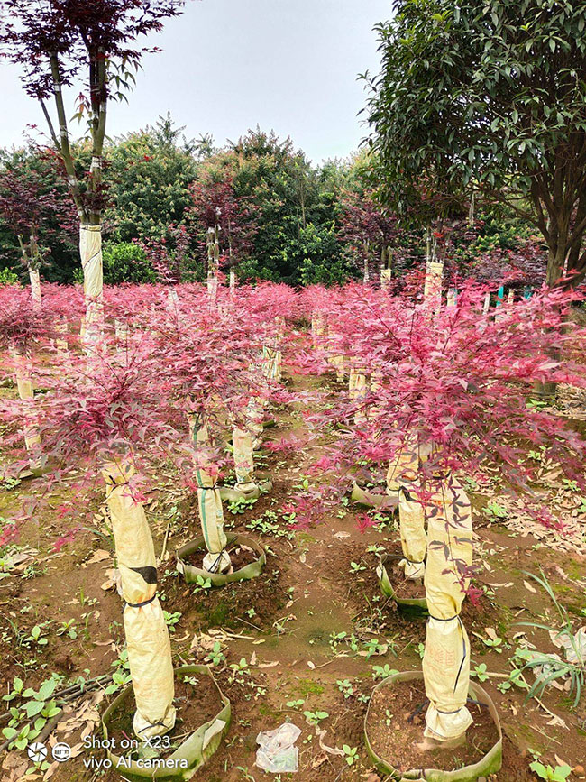 日本红枫种植前景如何?哪种红枫树最有投资前景? 日本红枫种植前景如何?哪种红枫树最有投资前景?