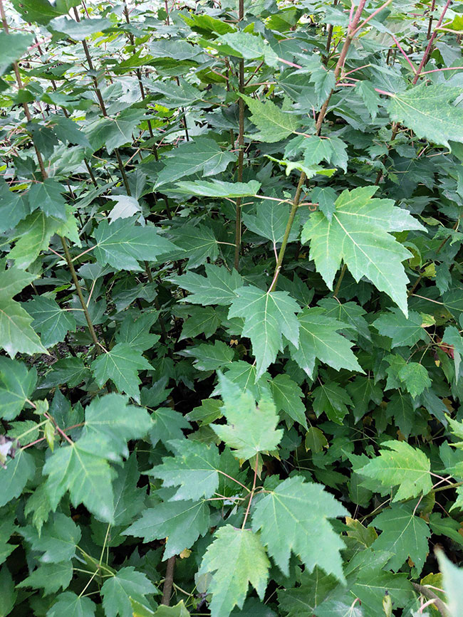 日本红枫种植前景如何?哪种红枫树最有投资前景? 日本红枫种植前景如何?哪种红枫树最有投资前景?
