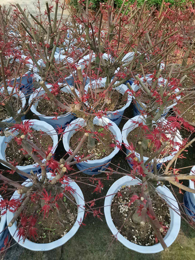 红枫树