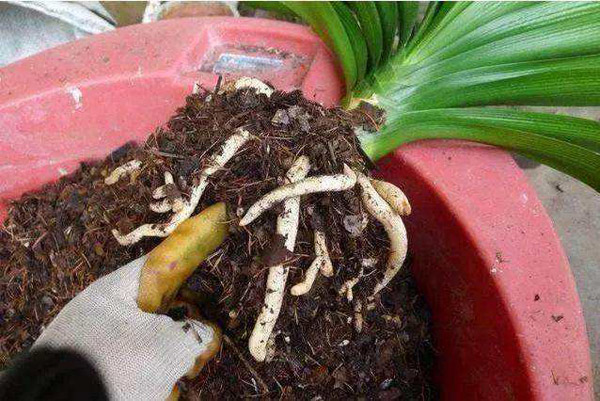 这4种花秋天不换盆就难熬过冬天 这4种花秋天不换盆就难熬过冬天