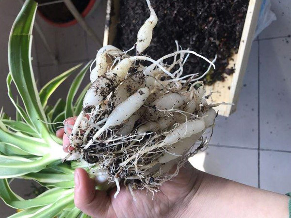 这4种花秋天不换盆就难熬过冬天 这4种花秋天不换盆就难熬过冬天