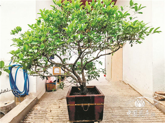 北京盆栽古桩桂花修剪技术初探