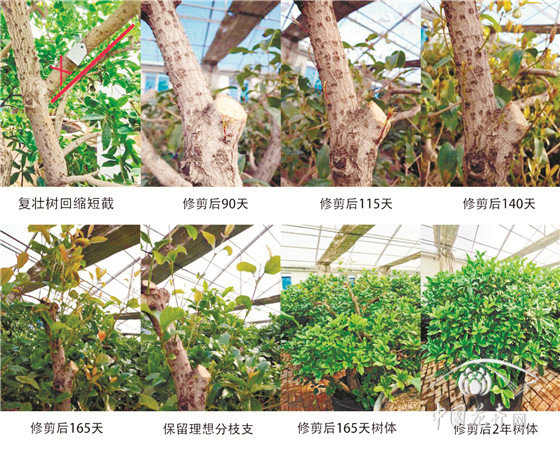 北京盆栽古桩桂花修剪技术初探