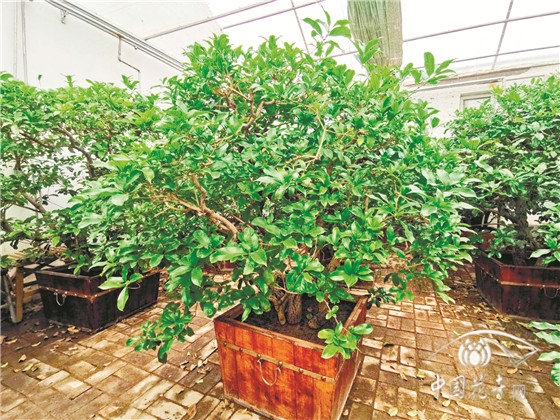 北京盆栽古桩桂花修剪技术初探
